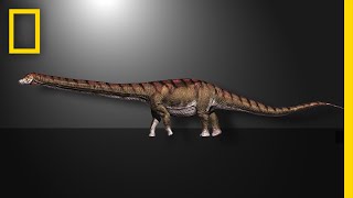 This Is the Biggest Dinosaur Ever Found  National Geographic [upl. by Enitsirc]