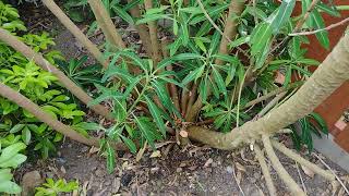 Pruning back Euphorbia Mellifera [upl. by Radloff]