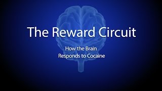 The Reward Circuit How the Brain Responds to Cocaine [upl. by Prosser632]