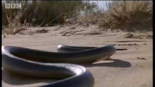 How snakes move amp run  Serpent  BBC Animals [upl. by Elena569]