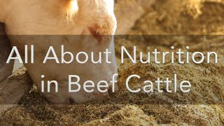 All About Nutrition in Beef Cattle [upl. by Sremlahc]