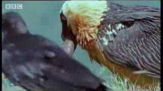 Wild African vulture birds scavage bones of dead animals  BBC wildlife [upl. by Rfinnej]